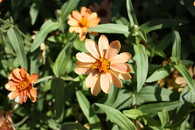Flowers-fd0000